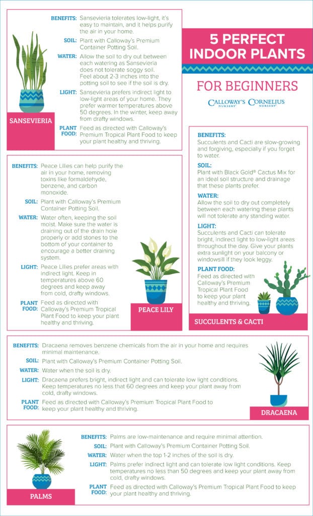 Best Indoor Plants