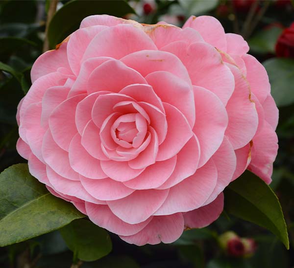 R.L. Wheeler Camellia - Calloway's Nursery