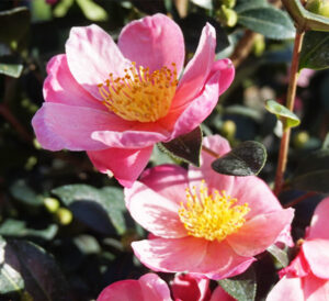 Pink-A-Boo® Camellia