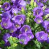 campanula champion blue