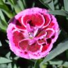 Carnation Purple close-up of bloom