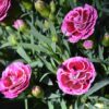 Carnation purple with multiple blooms