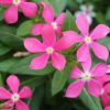 catharanthus coral