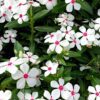 catharanthus white peppermint