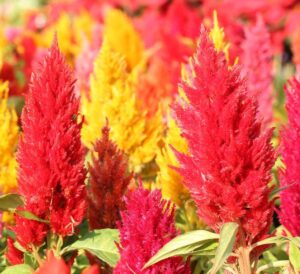 Celosia plumes in mixed colors