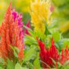 Celosia