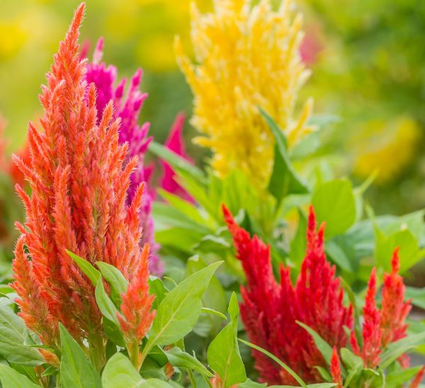 Celosia