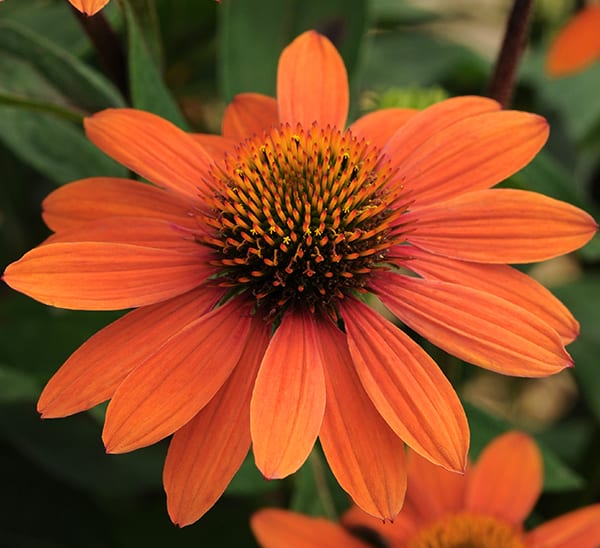 Coneflower Flower Plant | Calloway's Nursery