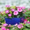 Cora® XDR Vinca