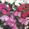 Cora® Xdr Vinca Flower Plant | Calloway's Nursery