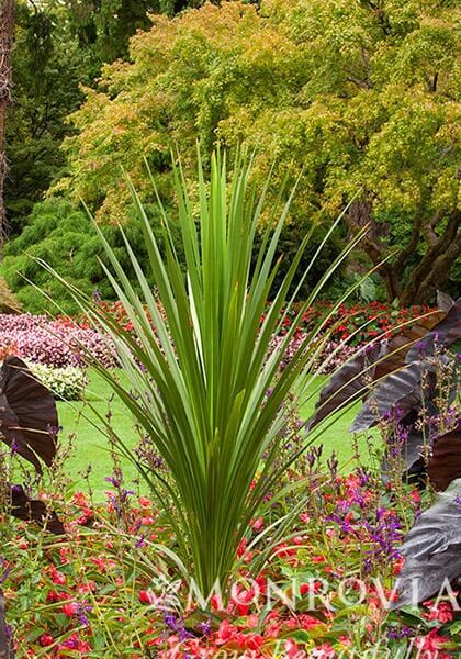 cordyline indivisa