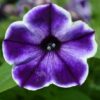 Crazytunia® Petunia Sample Trio