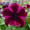 Crazytunia® Petunia Sample Trio