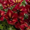 Crazytunia® Petunia Sample Trio