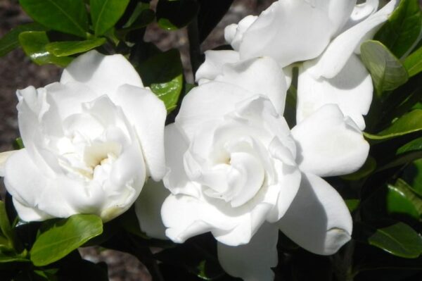 Crown Jewel Gardenia