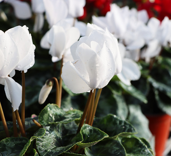 Link to Cyclamen  product page