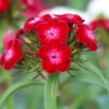 Dash™ Dianthus