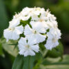 Dash™ Dianthus