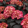 Eclipse® Bigleaf Hydrangea