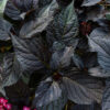 Eclipse® Bigleaf Hydrangea