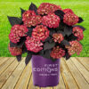 Eclipse® Bigleaf Hydrangea