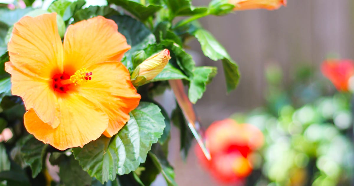 Tropical Hibiscus: Care, Feeding & Growth - Platt Hill Nursery - Blog &  Advice