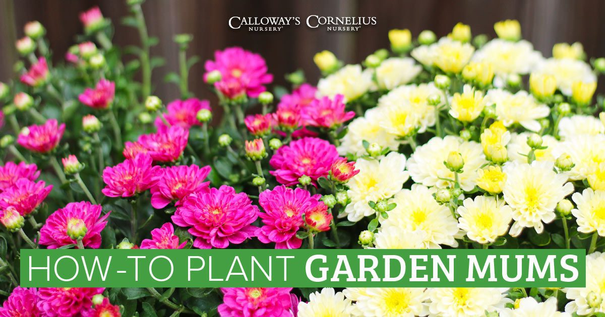 How to Plant and Care for Mums (Chrysanthemums) | Calloway's