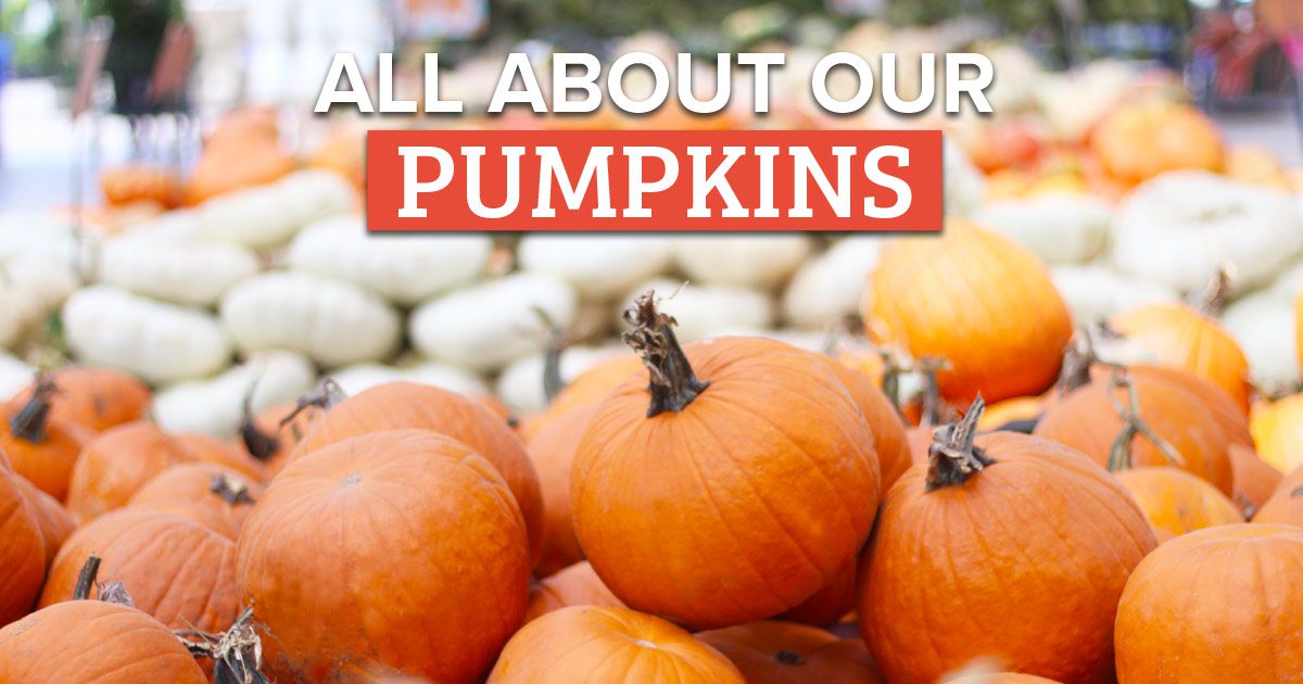 All About Our Pumpkins | Calloway’s Nursery