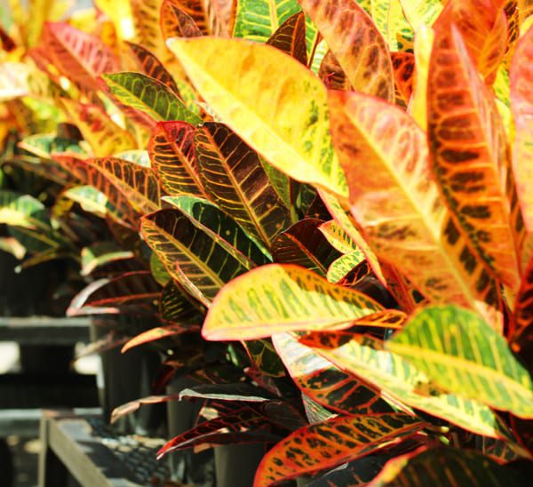 crotons