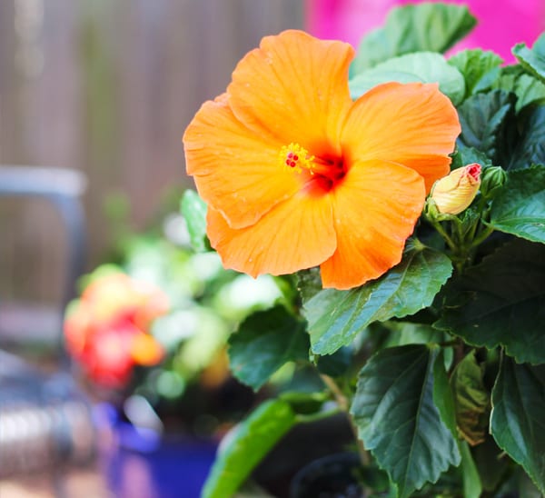 tropical hibiscus