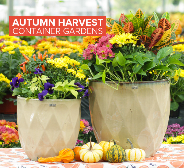 Best plants for fall container gardens