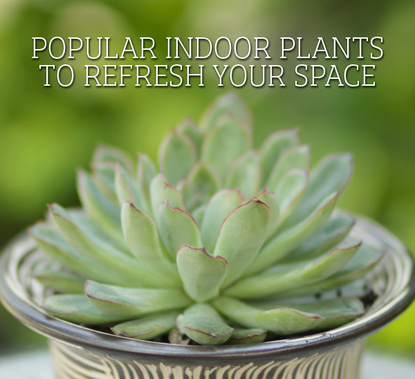 popular indoor plants