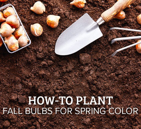 how to plant fall bulbs for spring color