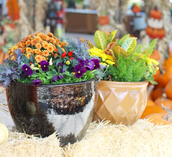 fall container garden inspiration