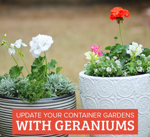 geranium container gardens