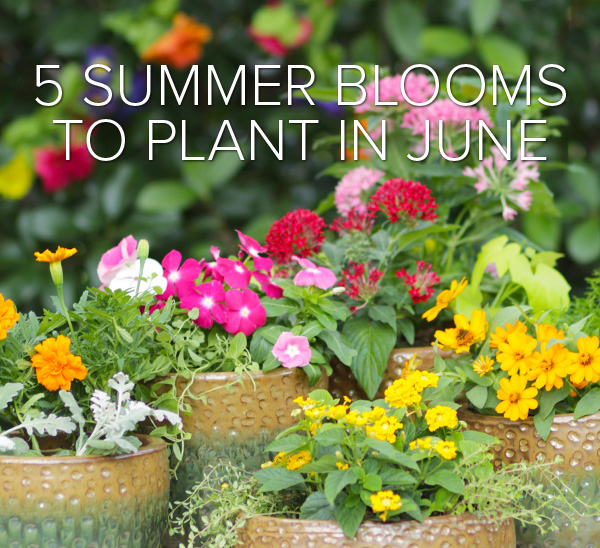 summer flowers to plant in june