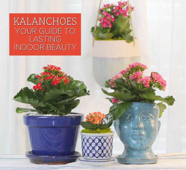 How to Grow Kalanchoes for Lasting Indoor Color