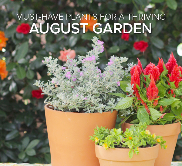 drought tolerant plants