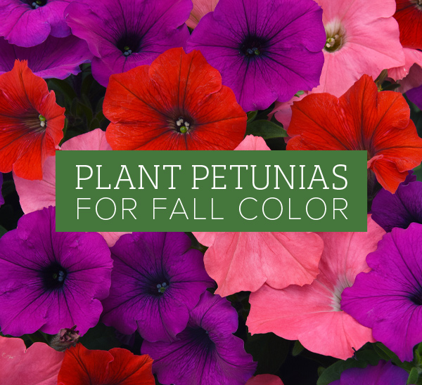 A Guide to Planting Pentunias for Maximum Color