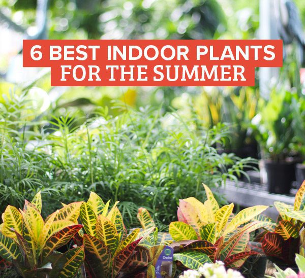 6 best indoor plants to plant now