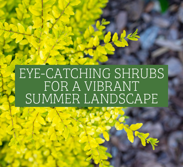 Eye-Catching Shrubs for a Vibrant Summer Landscape