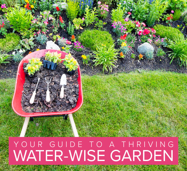 Your Guide to a Water-Wise Garden in Easy 4 Steps!