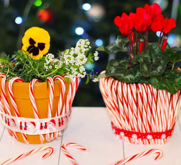 how to decorate planters with candy canes