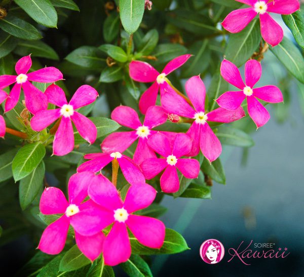 Summer Flowers catharanthus plants