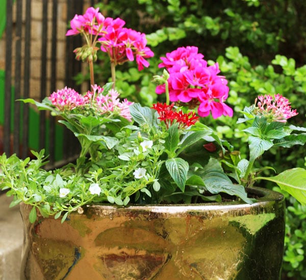 container garden