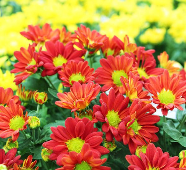 floral mums