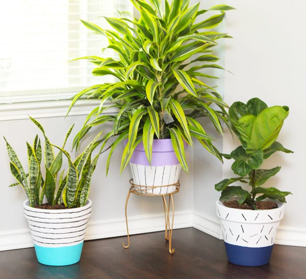 how to refresh your home with indoor plants