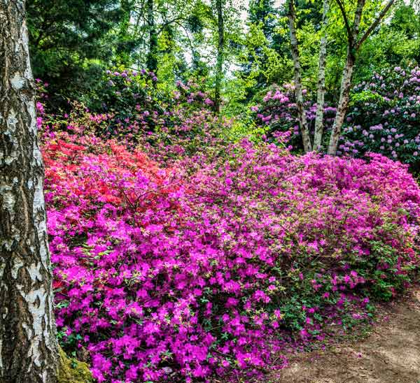 spring blooms