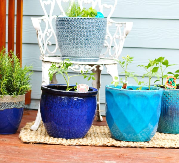 Guide to Growing Food in Small Spaces | Calloway’s Nursery