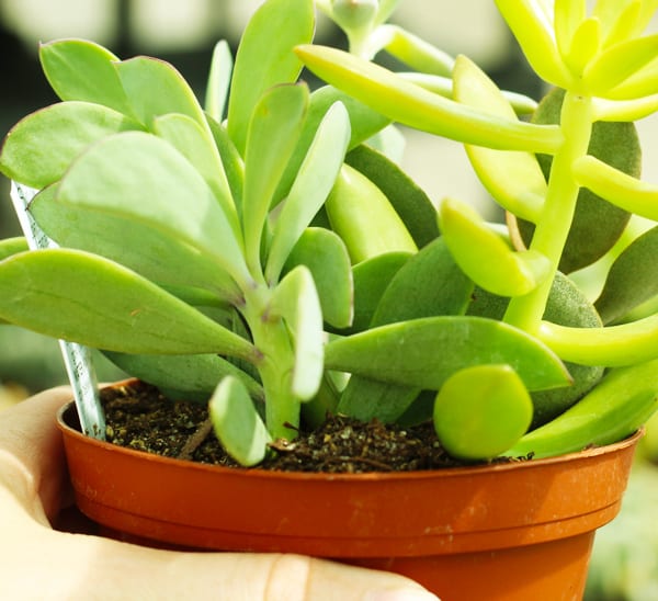 how to care for succulents